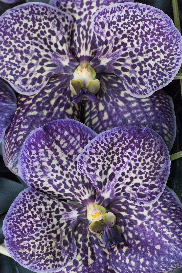 Lila gesprenkelte Orchideen