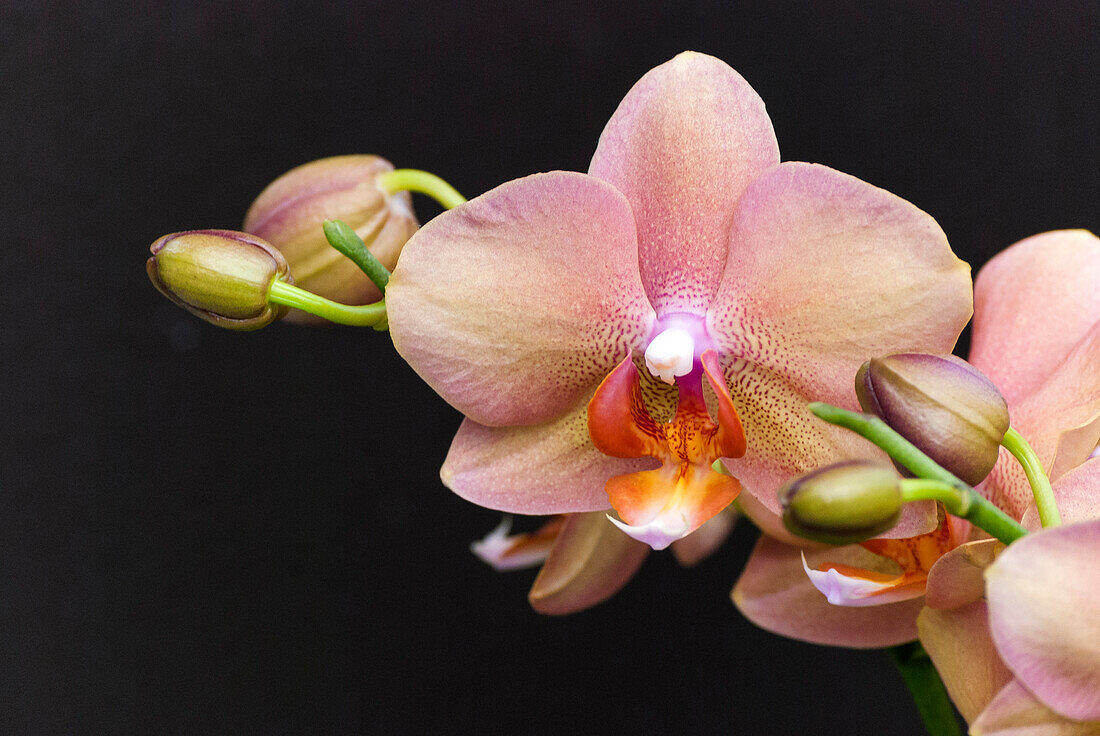 Lachsfarbene Orchideenblüten