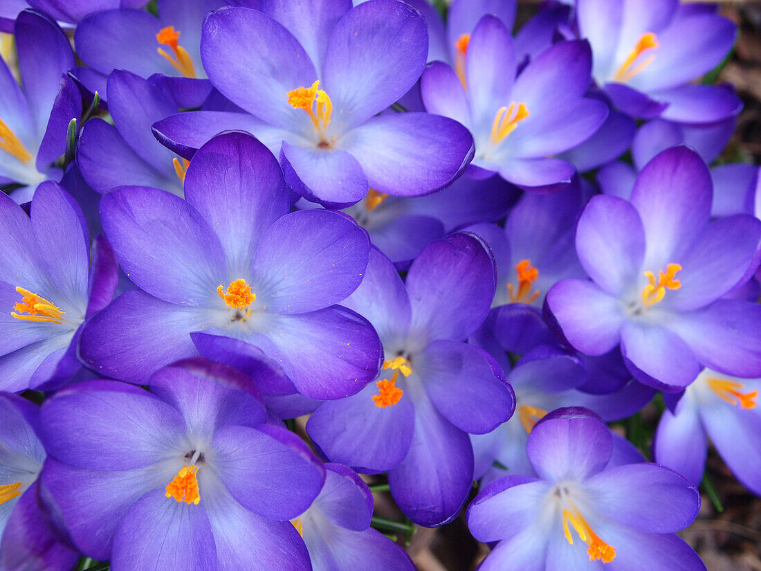 Violette Krokusblüten