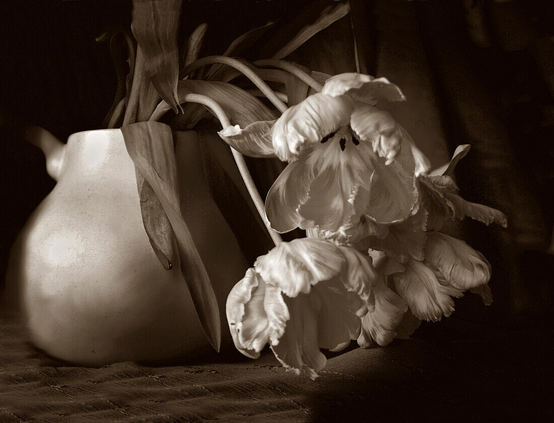 Sepia tone Tulips