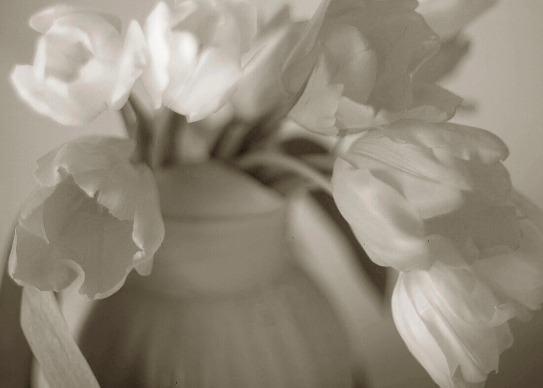 Sepia-Ton Tulpen