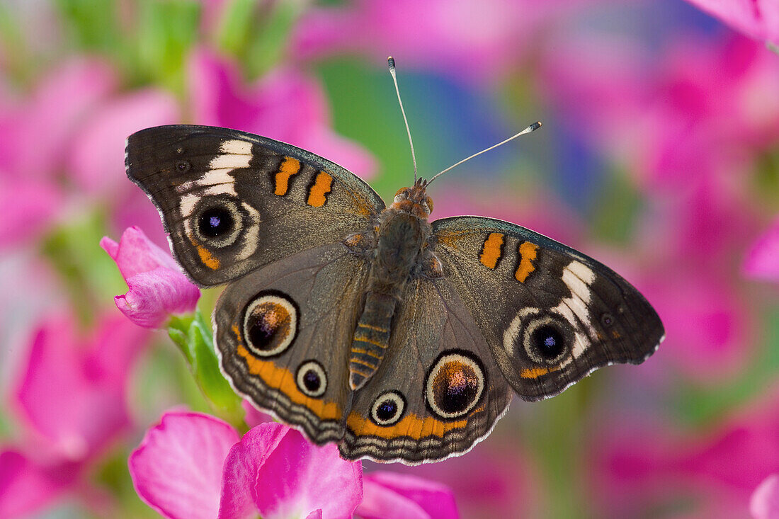 Buckeye-Schmetterling auf einer rosa Blüte. Sammamish, Bundesstaat Washington.