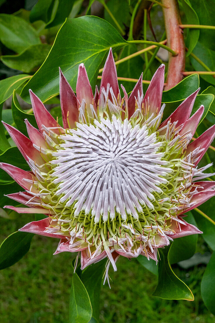 King Protea flower