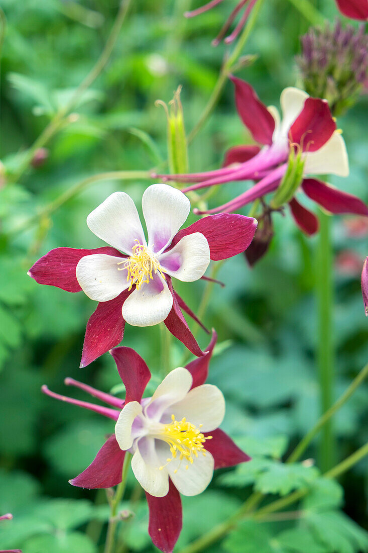 Columbine Flowers, Usa