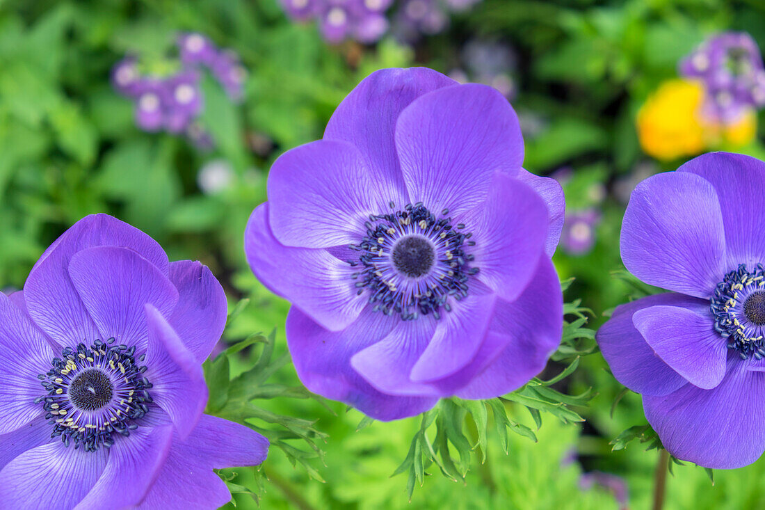 Poppy-Flowered Anemone, Usa