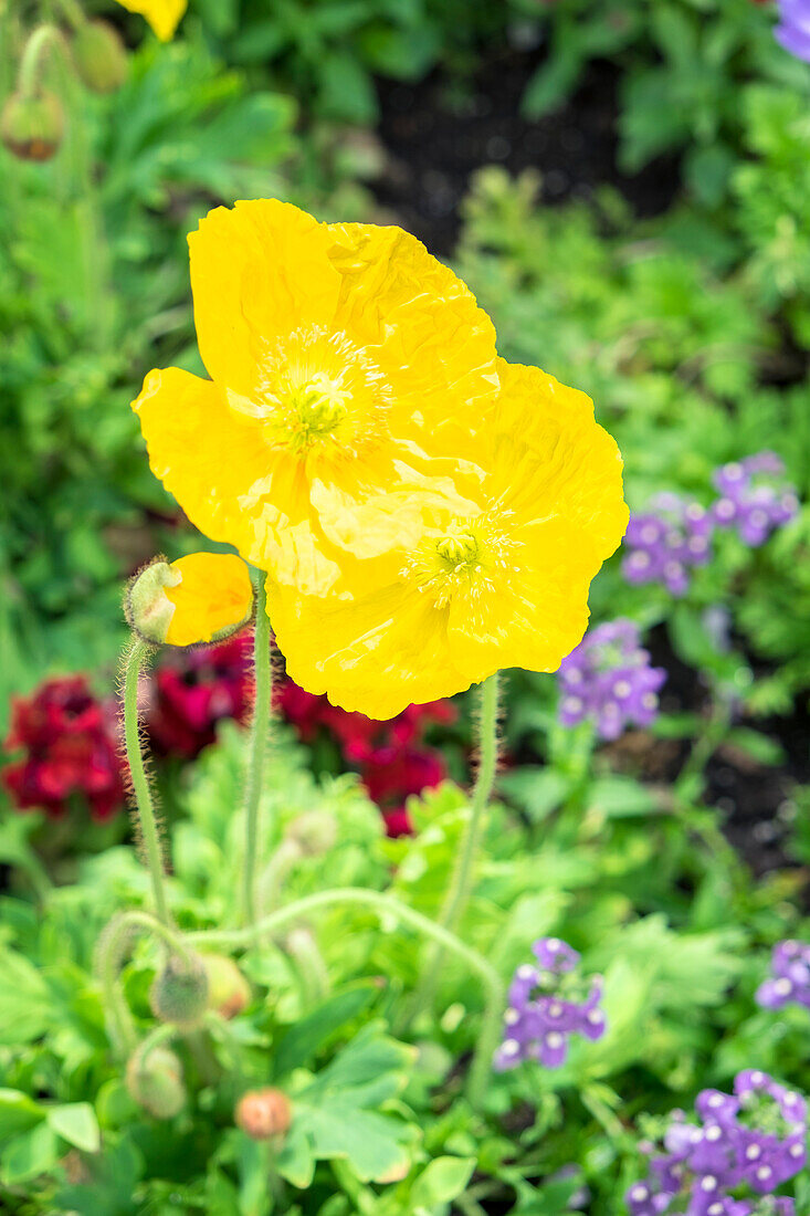 Iceland Poppy, Usa