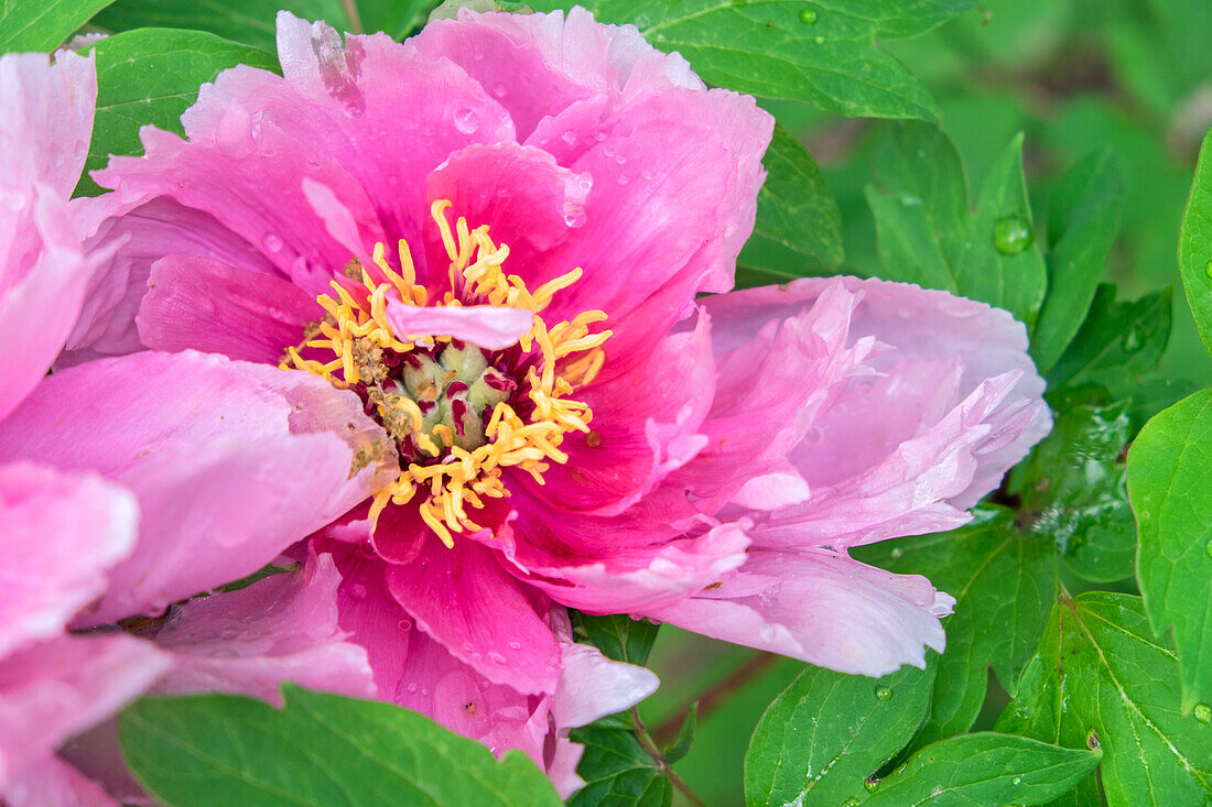 Pink Mountain Peony, Usa