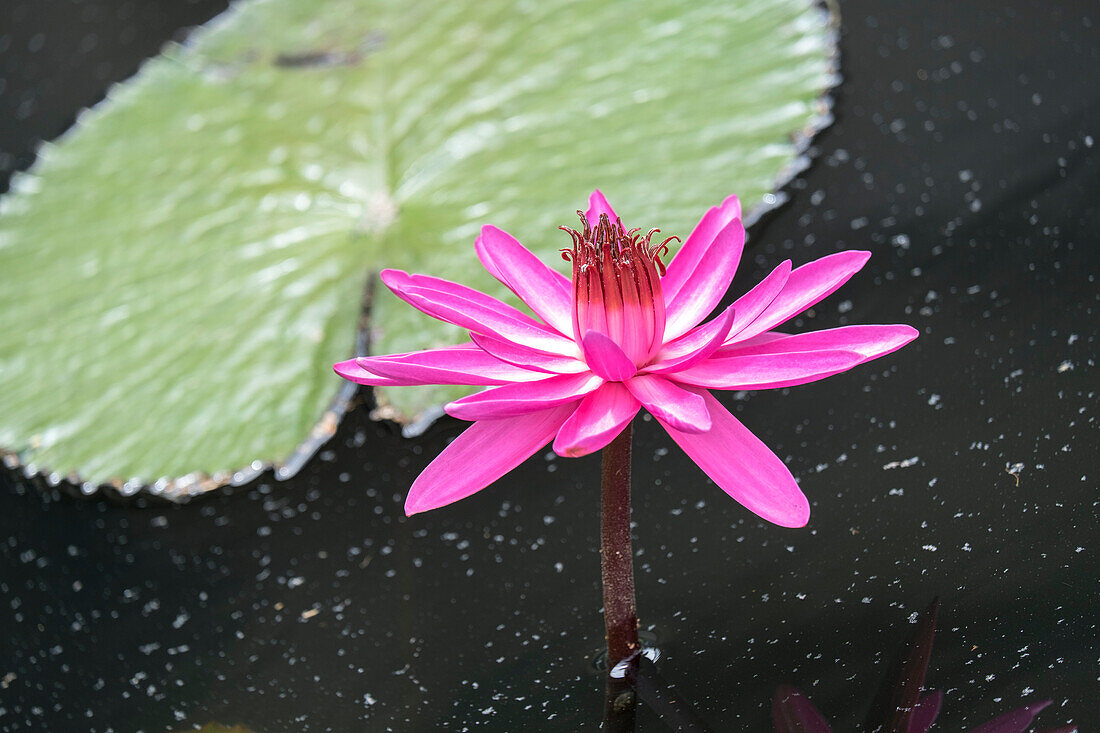 Tropical Night-Flowering Waterlily, Usa