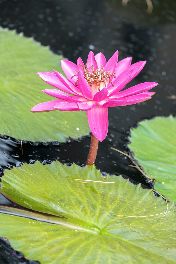 Tropical Night-Flowering Waterlily, Usa