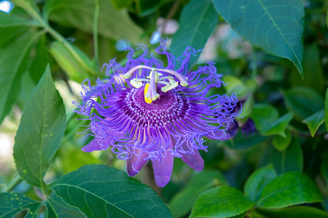 Passion Flower, Usa