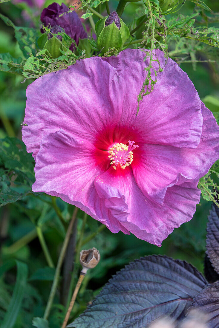 Pink Hibiscus, Usa
