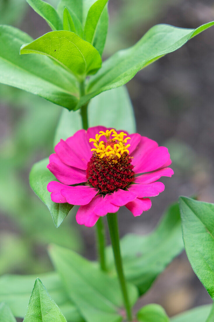 Pink Zinnia, Usa