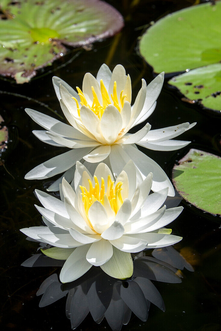 Wasserlilien, Usa