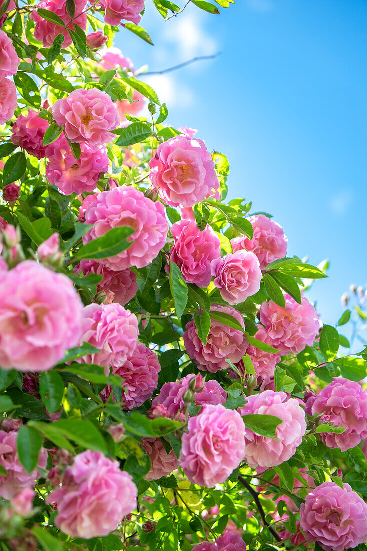 Pink Rose Bush, Usa