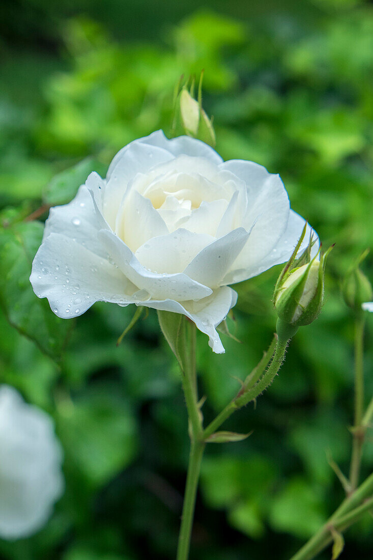 Iceberg Rose, Usa