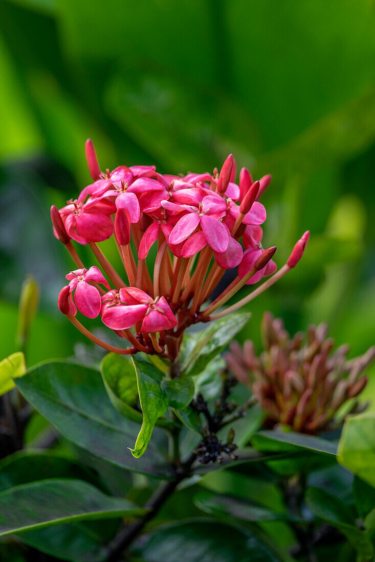 Ixora coccinea