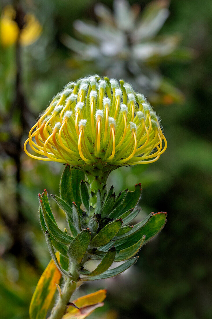 Nadelkissenblume