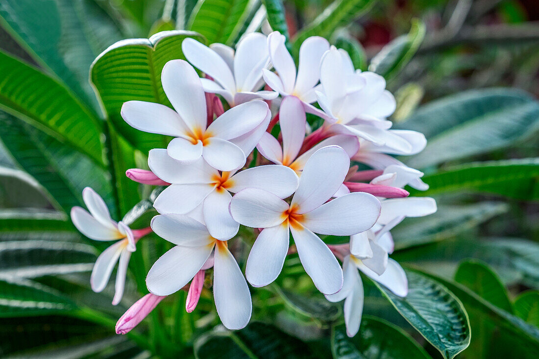 Weißer Plumeria