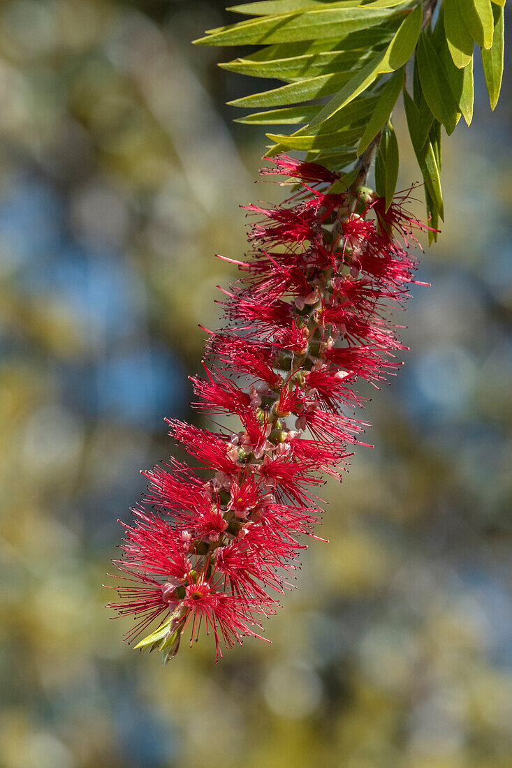 Bottlebrush flower