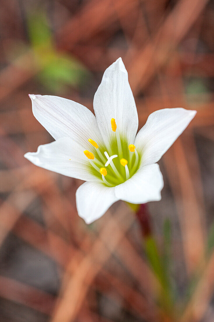 Rain lilies are one of the first flowers to emerge after a forest fire.