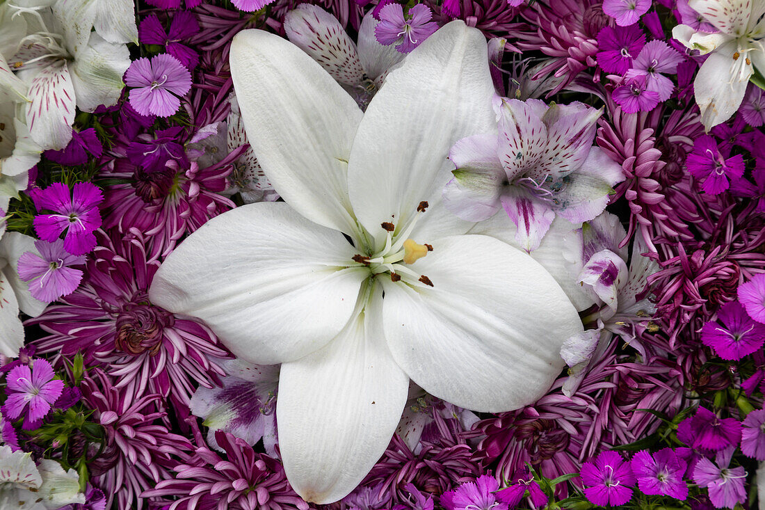 Flowers-lily, alstroemeria, dianthus and chrysanthemum arrangement, Marion County, Illinois.