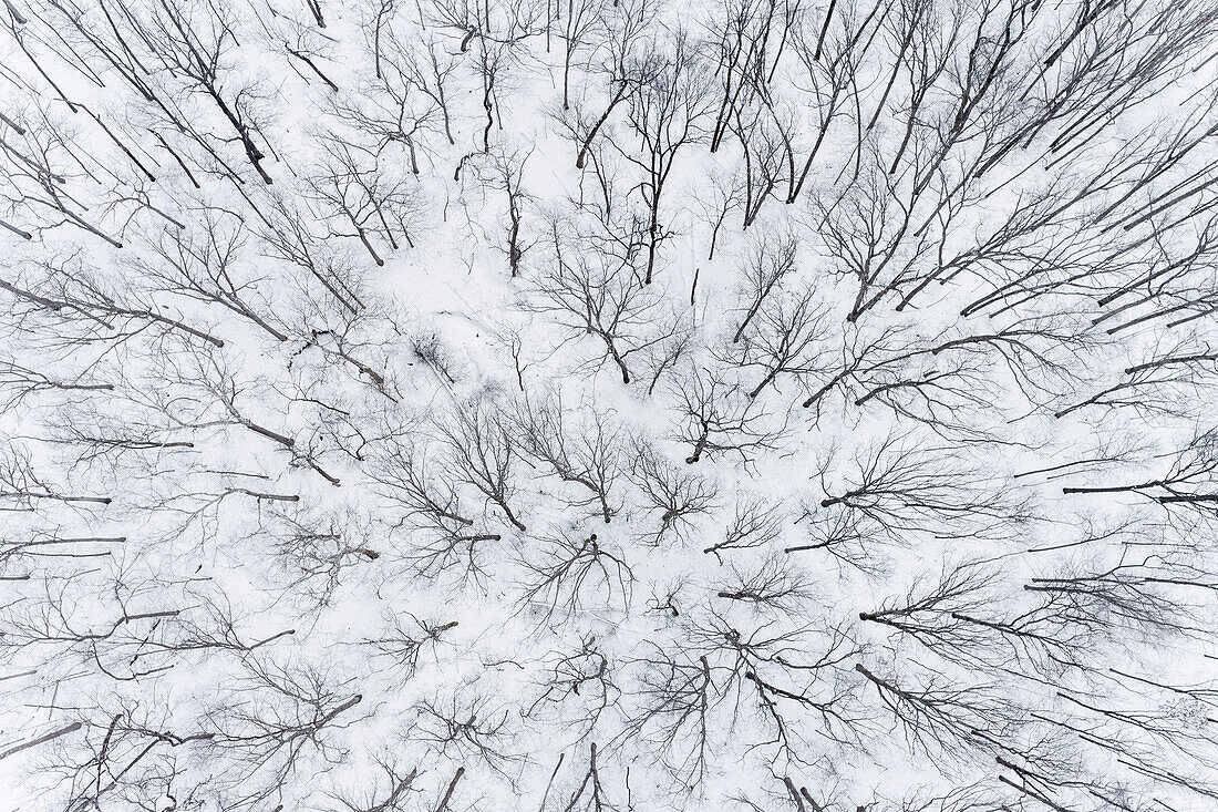 Luftaufnahme eines verschneiten Waldes Stephen A. Forbes State Park, Marion County, Illinois.