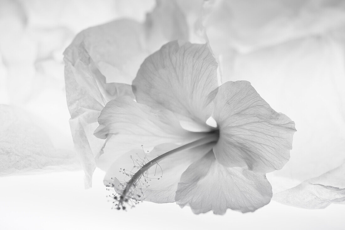 Hibiscus Flower and Tissue Paper with Light