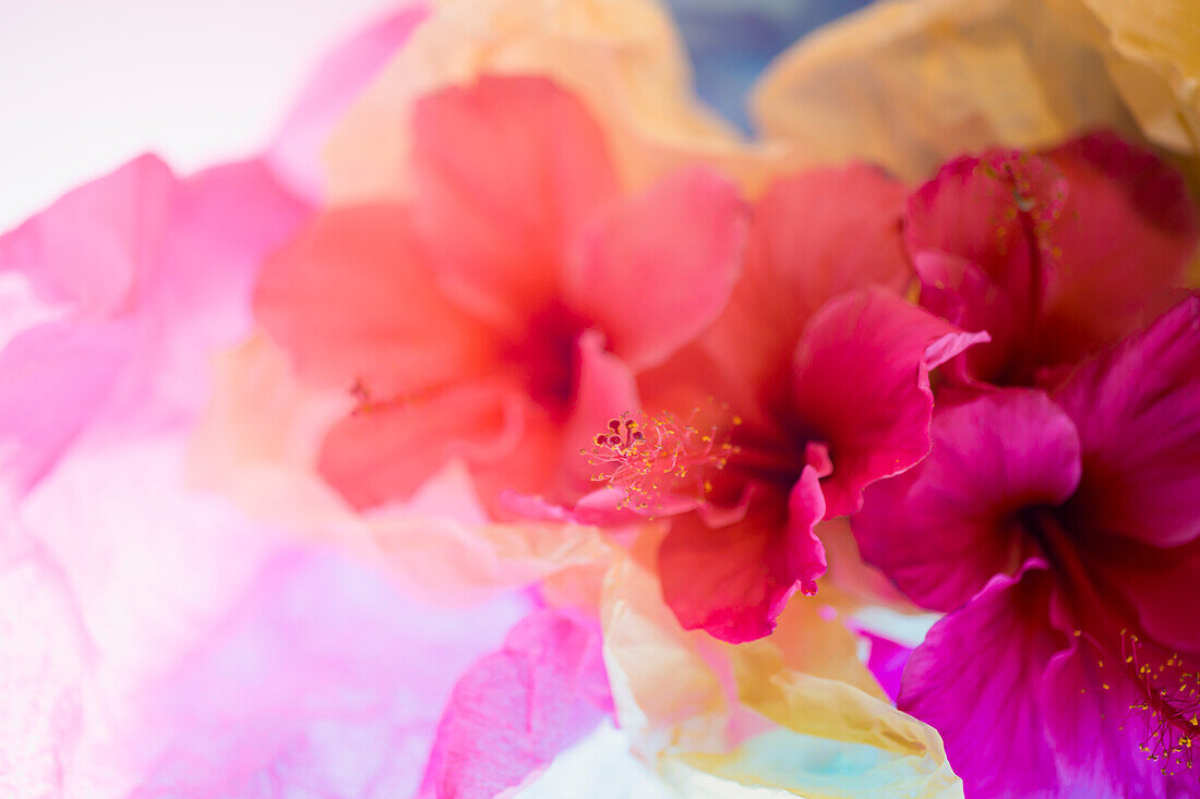 Hibiscus Flower and Tissue Paper with Light