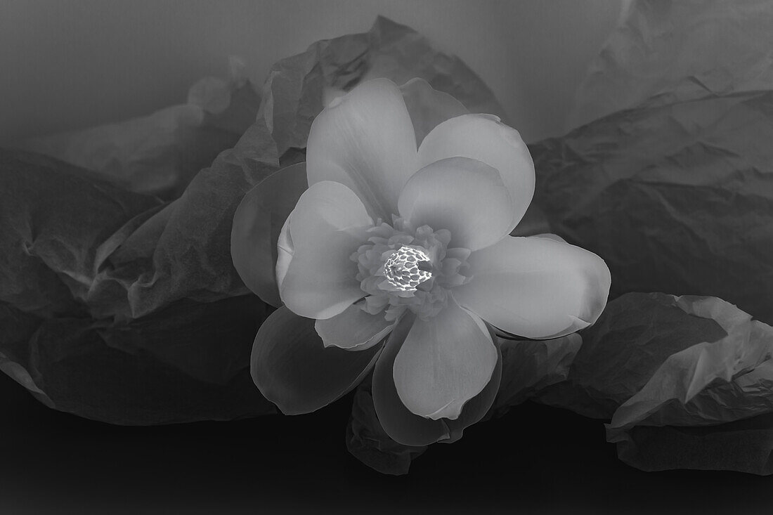 Black and white flower.