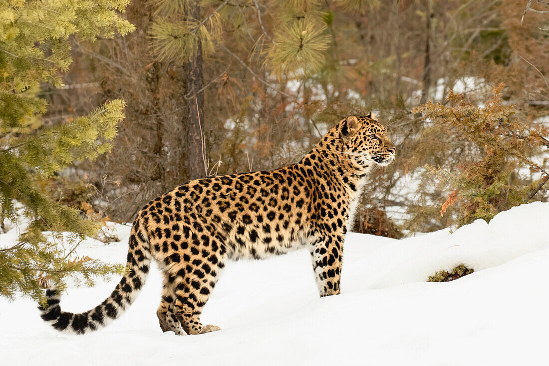 Amur-Leopard in Gefangenschaft im Winter, Panthera pardus orientalis. Eine Unterart des Leoparden, die in der Region Primorje im Südosten Russlands und in der Provinz Jilin im Nordosten Chinas heimisch ist. Seit 1996 vom Aussterben bedrohte Art.