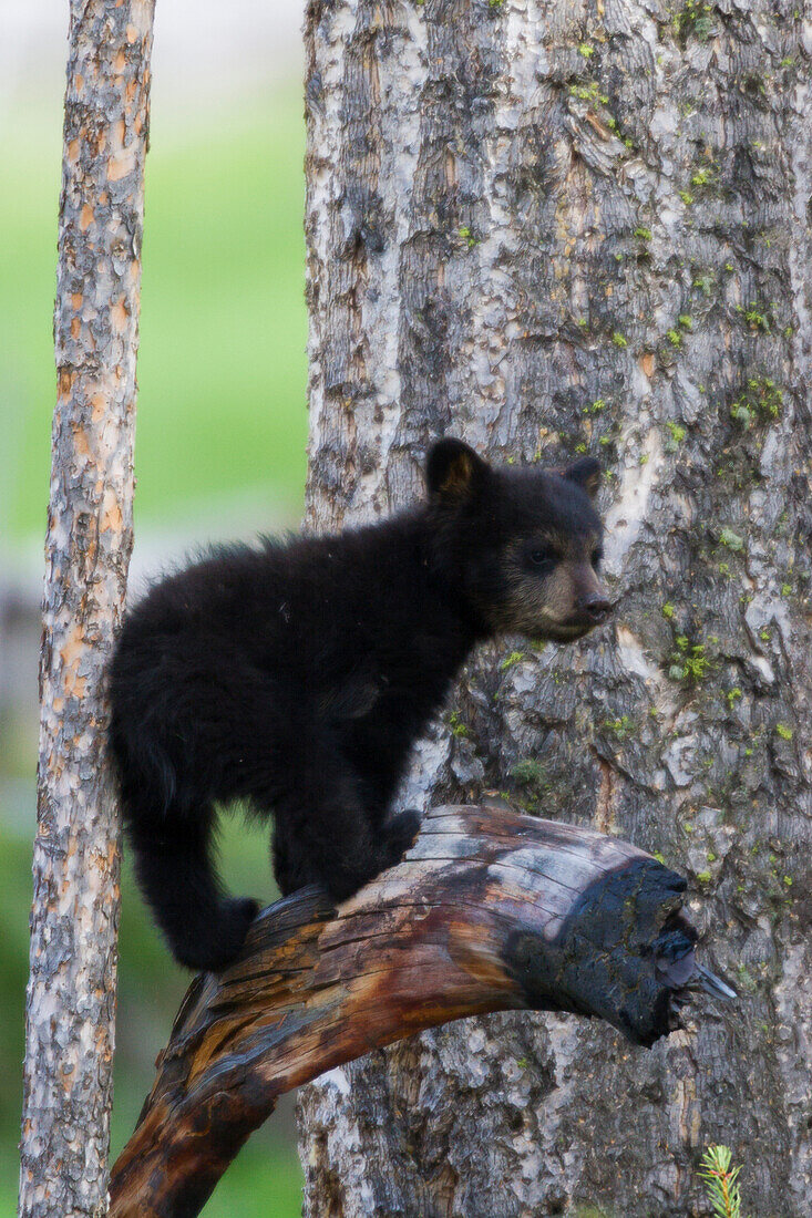 Black Bear Cub