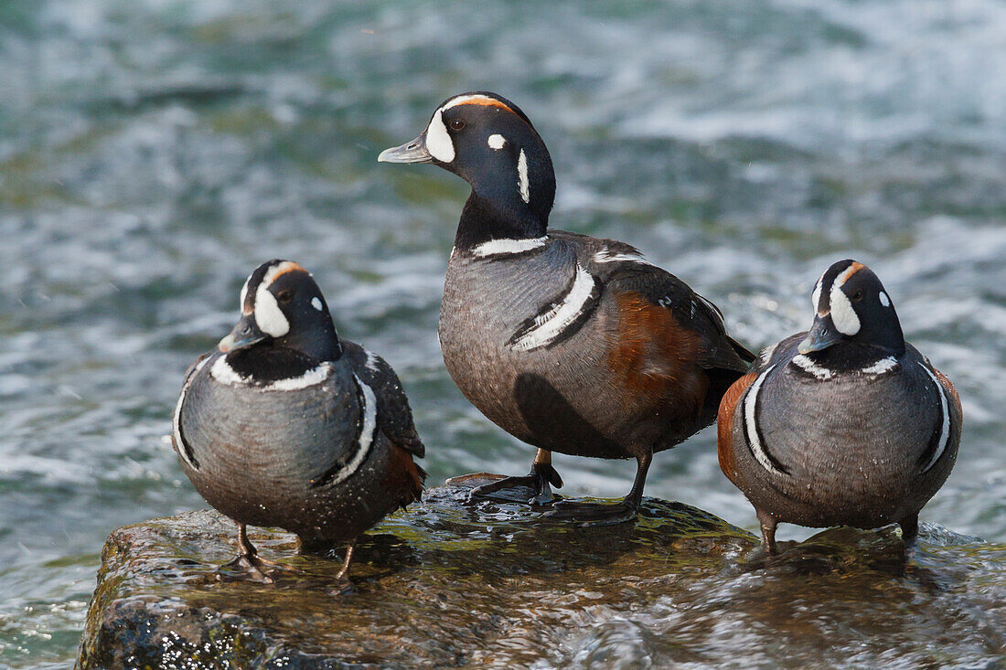 Harlequin Ducks