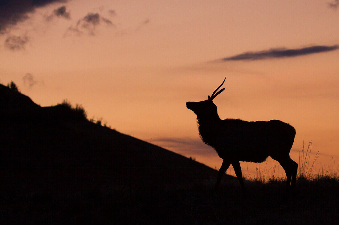 Junger Elchbulle, Silhouette bei Sonnenuntergang