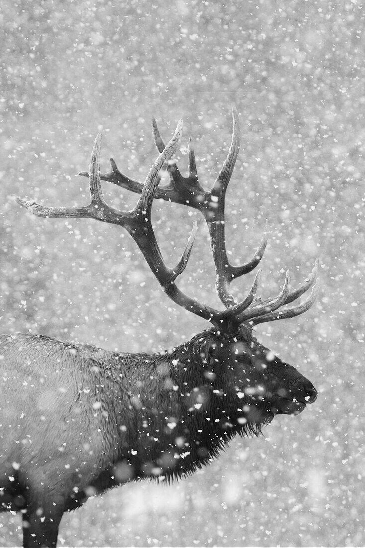 Bull Elk, Autumn Snow