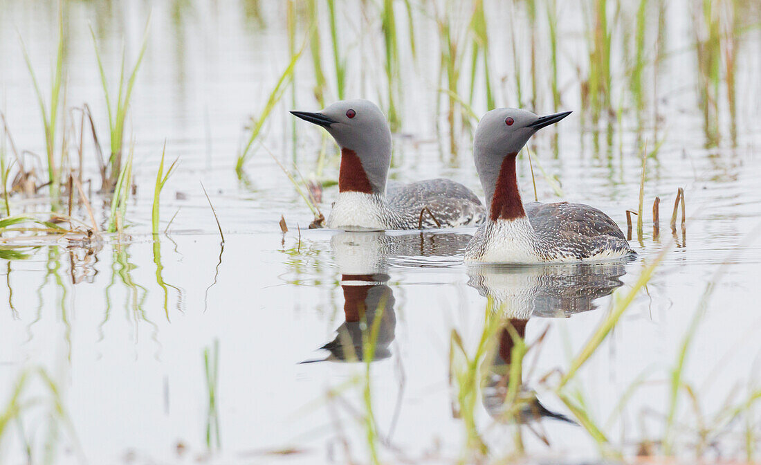 Red-throated Loon Pair