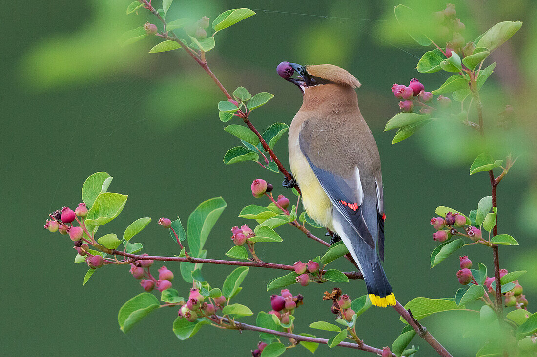 Cedar waxwing with berry