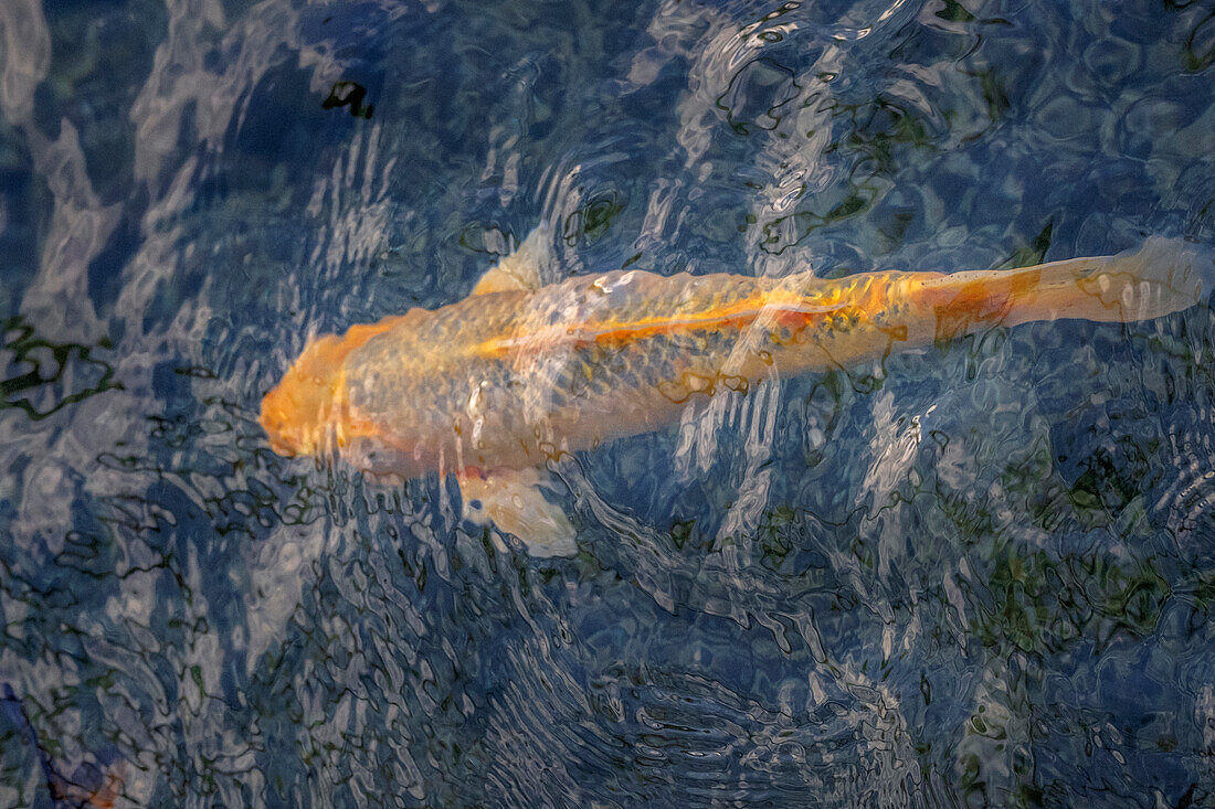 Koi fish in pond