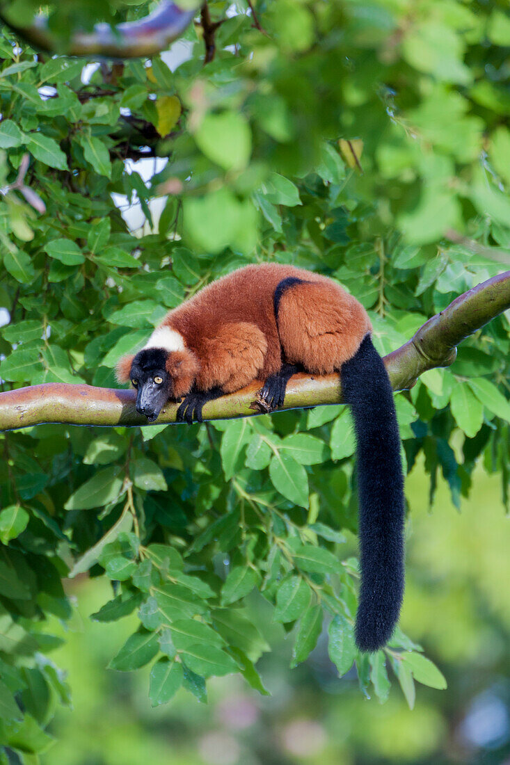 Red-ruffed lemur seeks refuge in a tree.