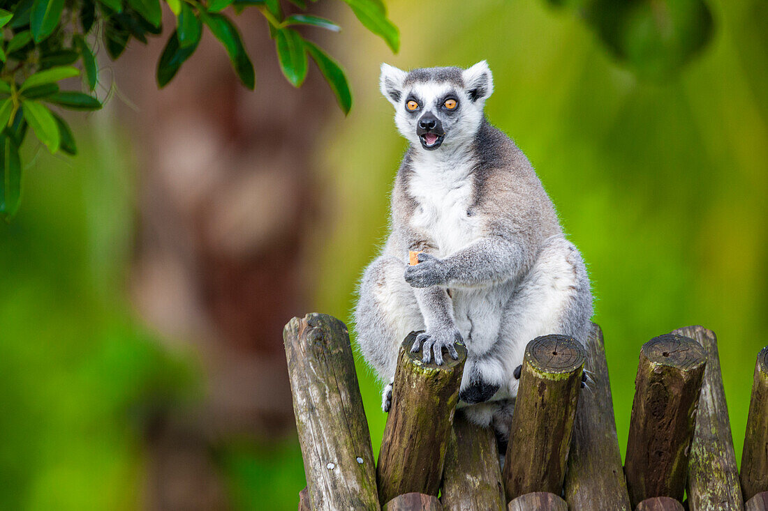 A ring-tailed lemur squats atop a hut, eating.