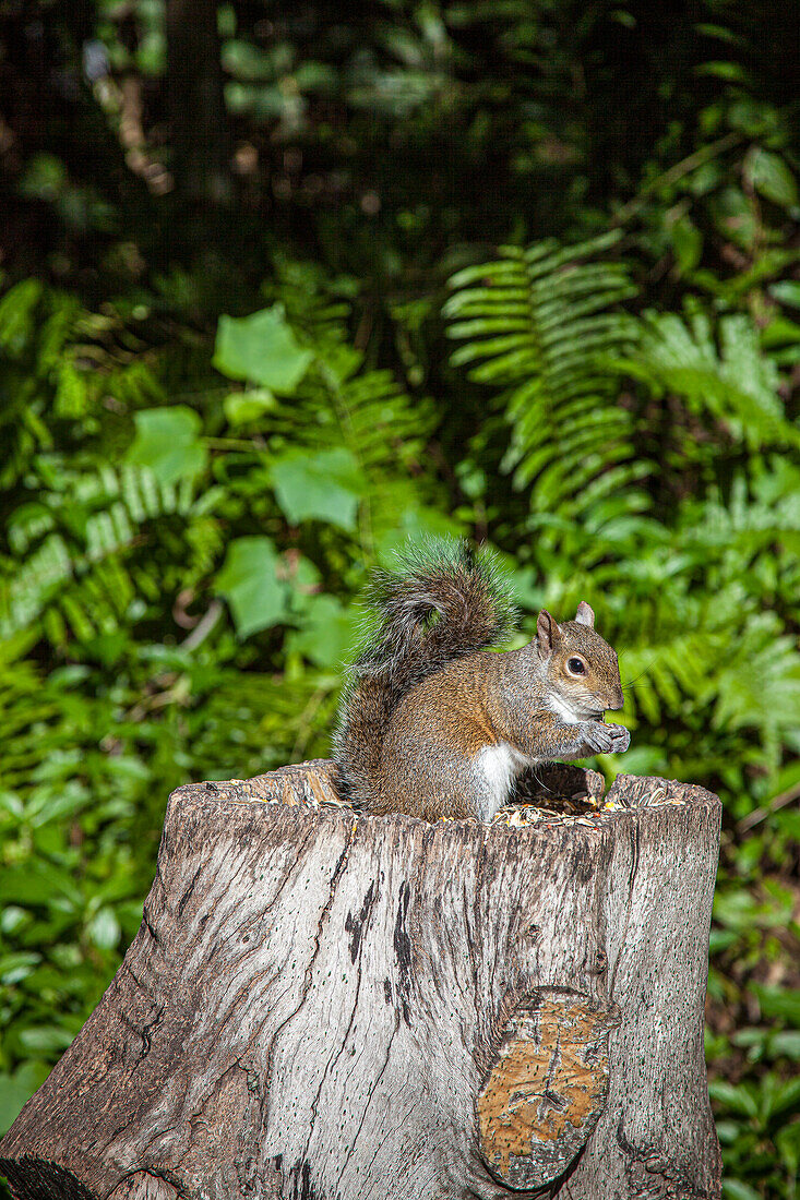 A grey squirrel feeds on bird seeds cached on a tree stump.