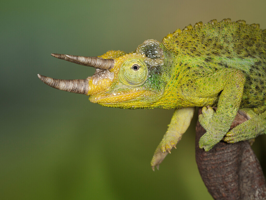 Jackson's Dreihornchamäleon, Trioceros, Chameleon jacksoni xantholophus, kontrollierte Bedingungen