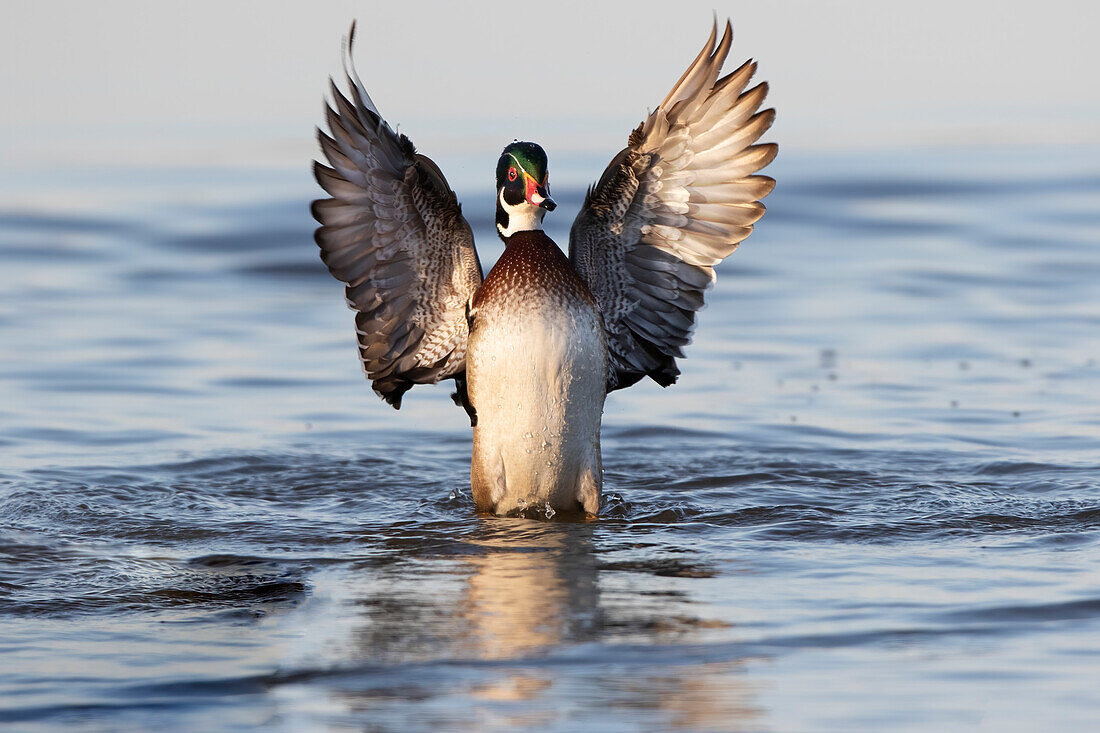 Wood duck male flapping wings in wetland, Marion County, Illinois.