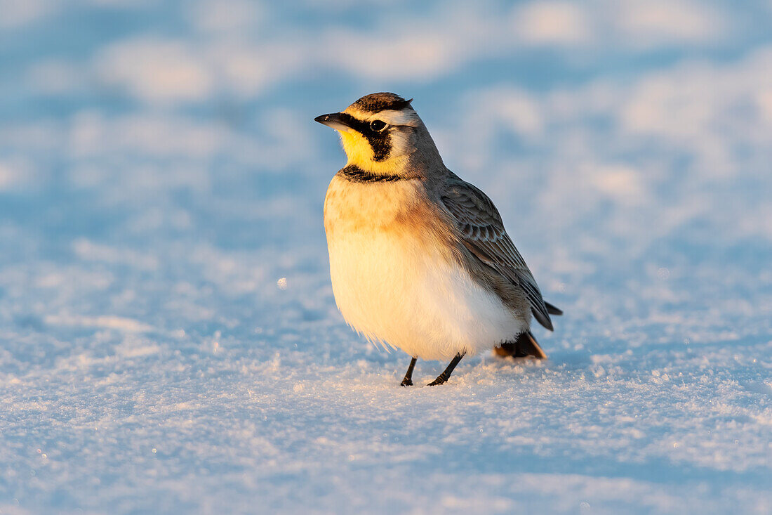 Horned lark in snow, Marion County, Illinois.