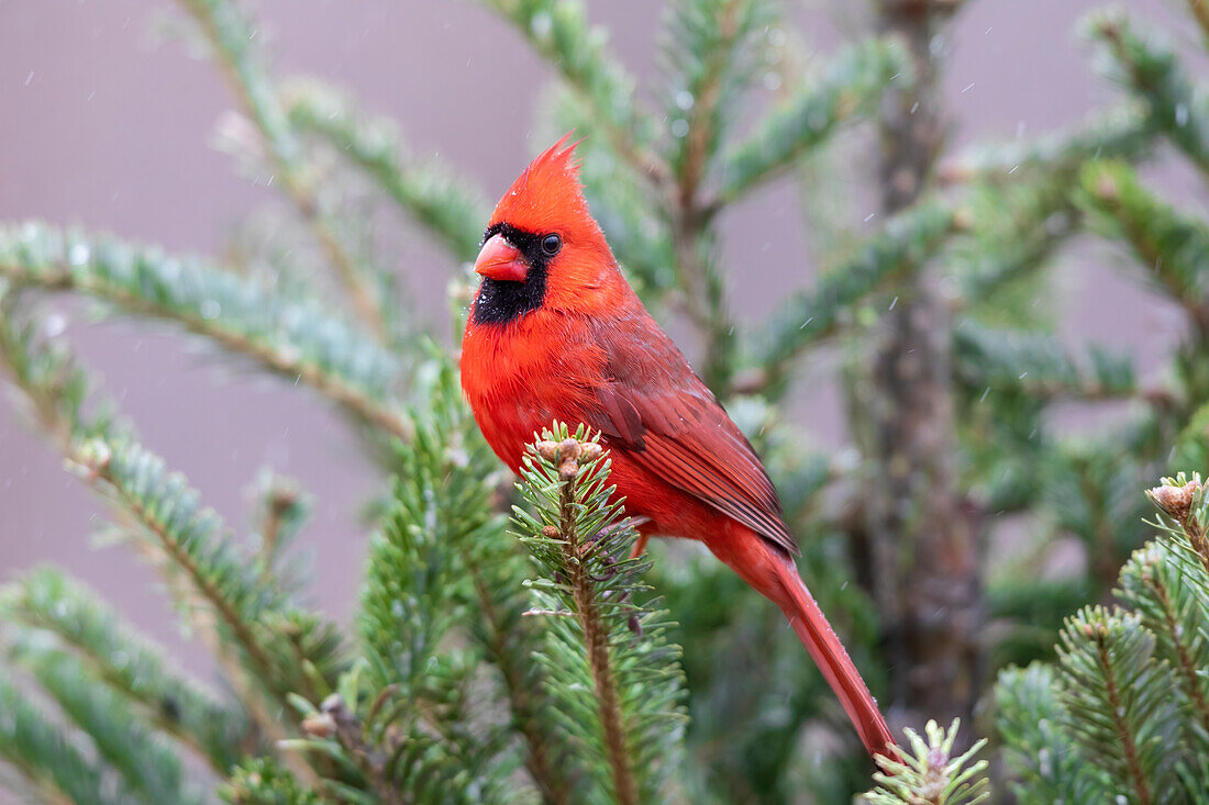 Northern cardinal male in fir tree in snow, Marion County, Illinois.