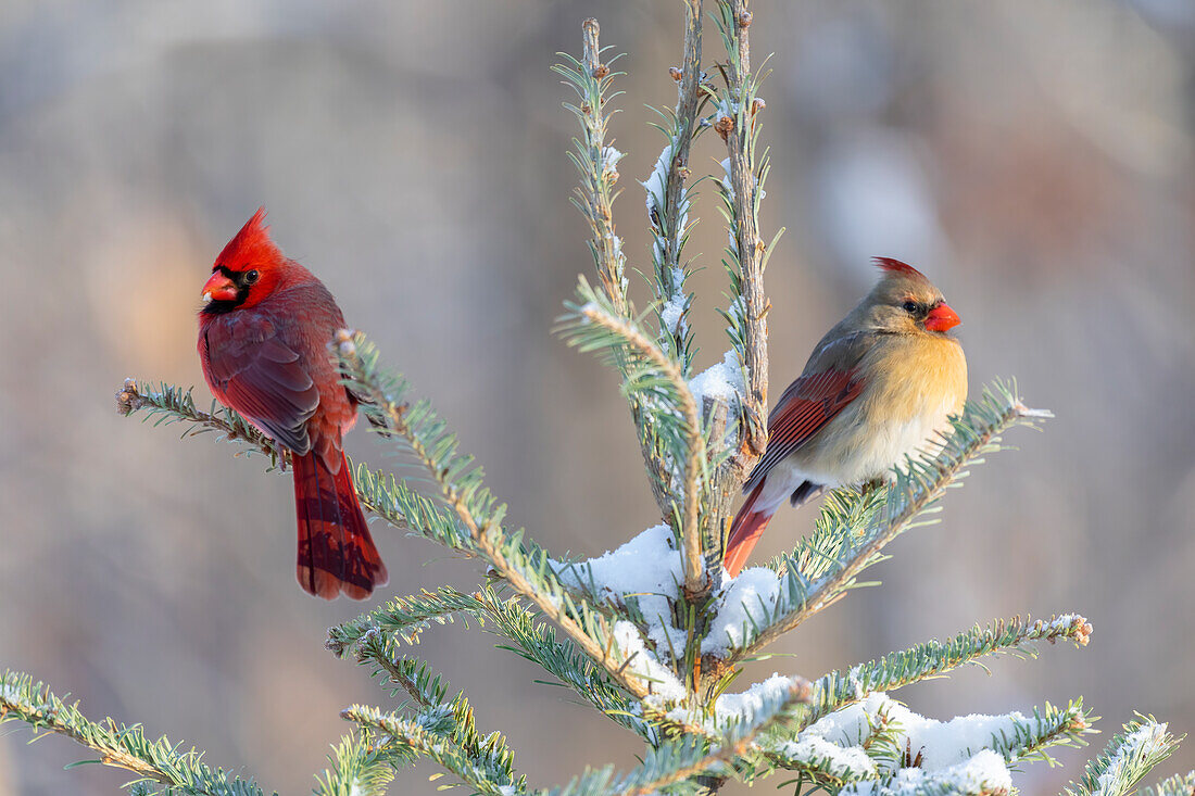 Northern cardinal male and female in spruce tree in winter snow, Marion County, Illinois.
