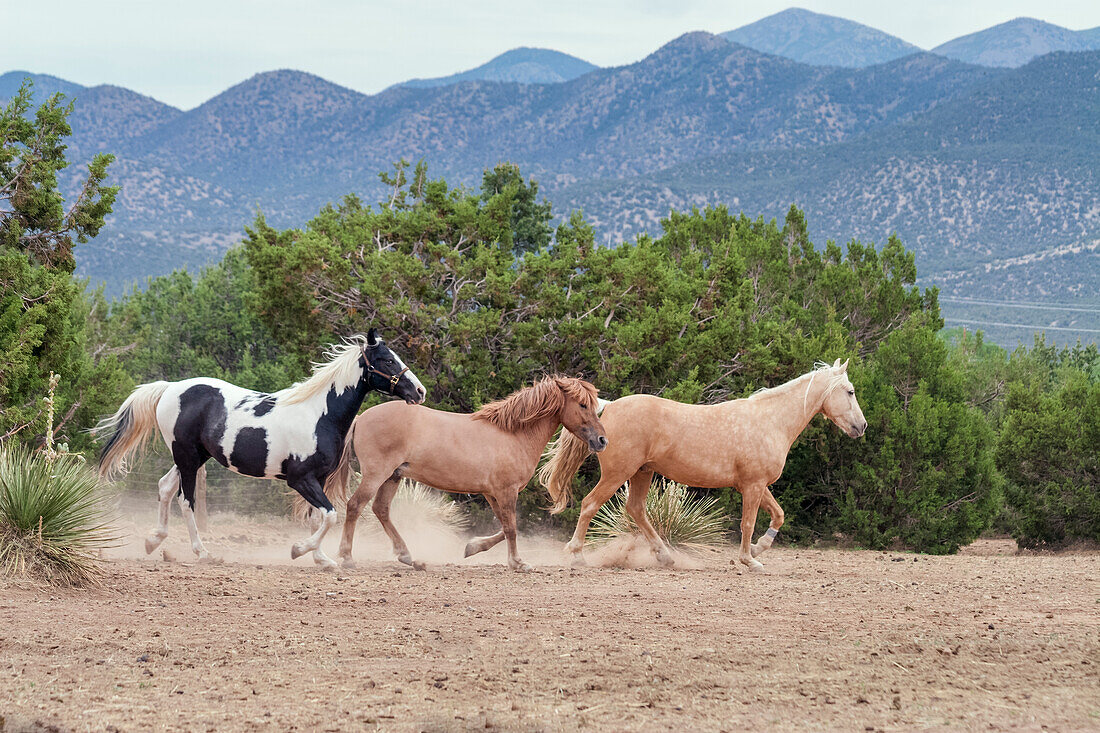 Horsing around