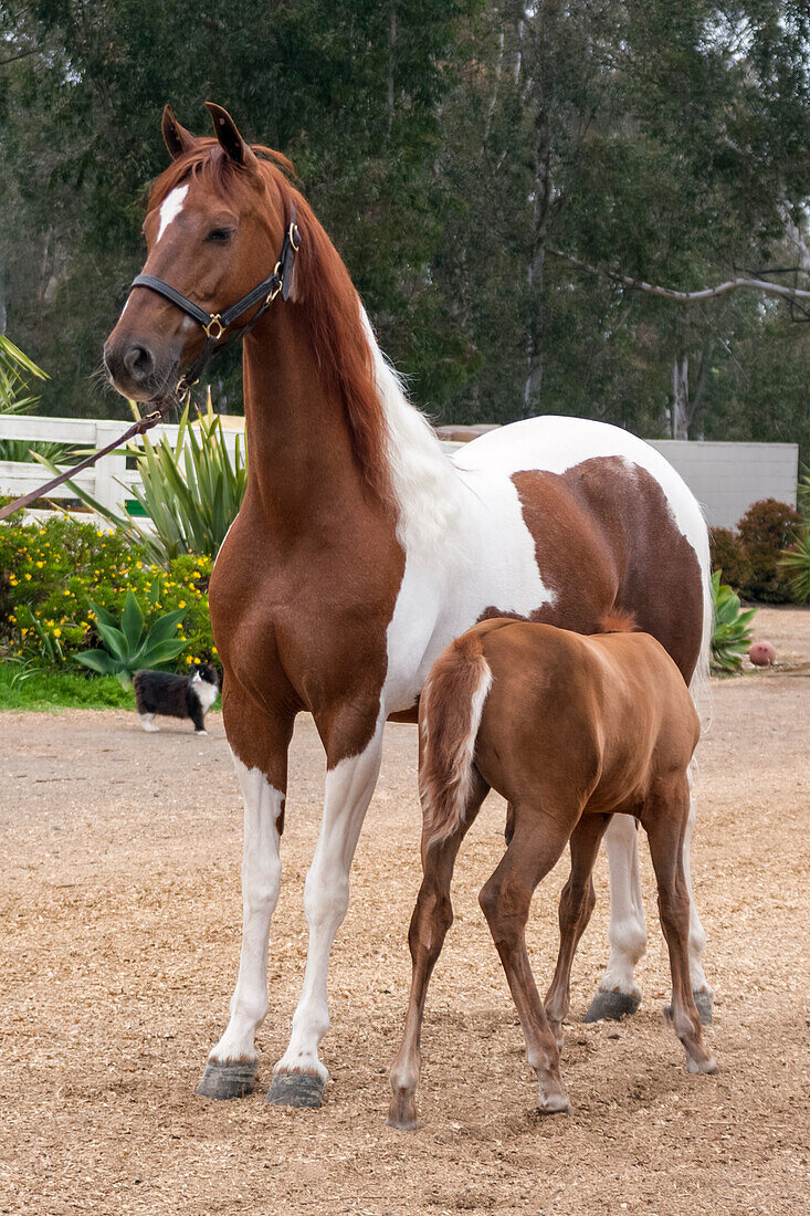 Horse with colt nursing