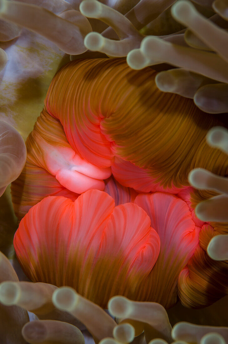 Fiji. Close-up of anemone mouth