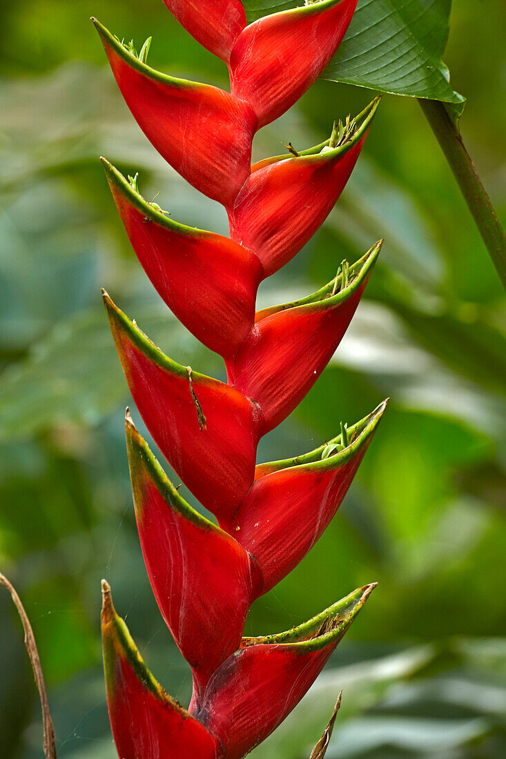Rote Hummerschere (Heliconia caribaea), Maire Nui Gärten, Titakaveka, Rarotonga, Cookinseln, Südpazifik