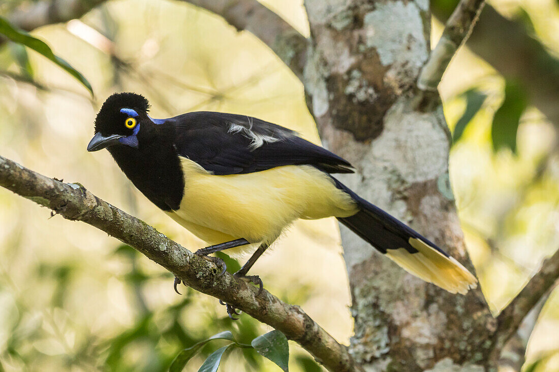 Argentinien, Nationalpark Iguazu-Fälle. Plüschhäher auf einem Baum